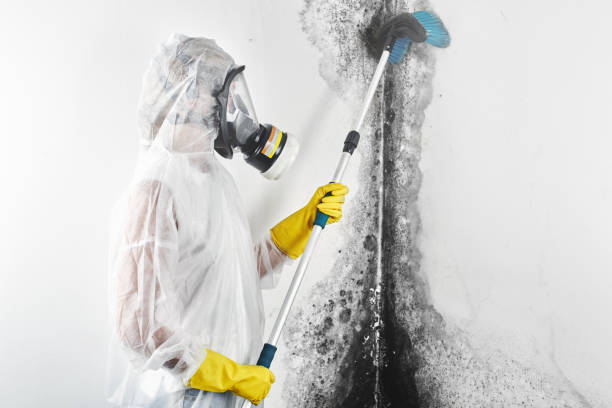 Best Industrial Mold Remediation  in Baldwin, GA